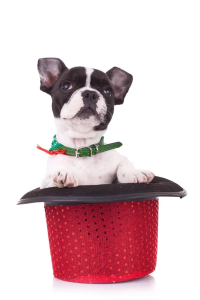Bulldog francês em um chapéu de show — Fotografia de Stock