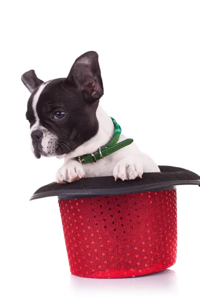 French bulldog in a show ha — Stock Photo, Image