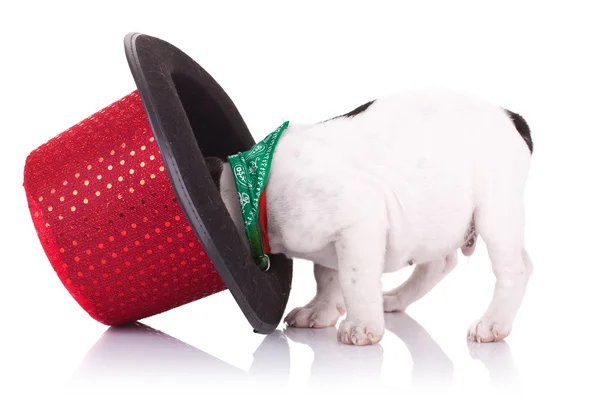 French bulldog with show hat — Stock Photo, Image