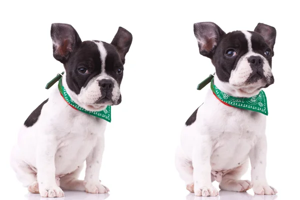 Två poser av en söt fransk bulldog — Stockfoto