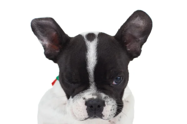 Bulldog francés guiño — Foto de Stock