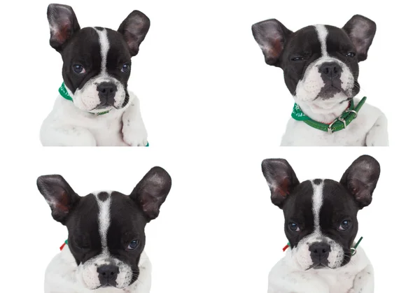 Four poses of a really cute french bulldog — Stock Photo, Image
