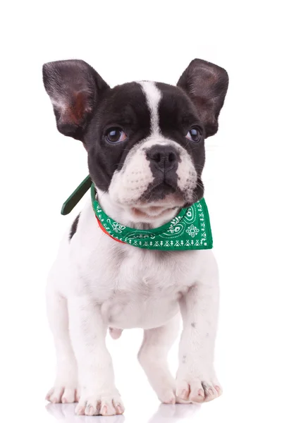 stock image French bulldog walking towards the camera