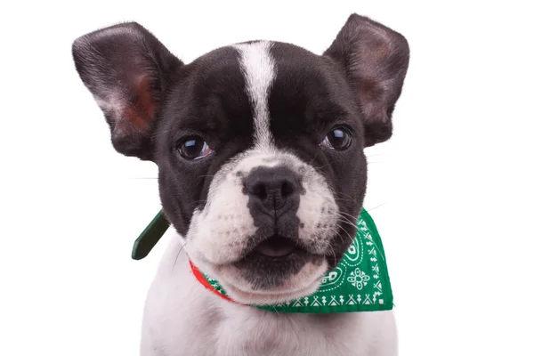 stock image Curious French bulldog