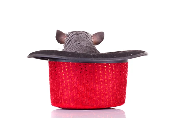 Jonge chinchilla in een rode Toon hoed — Stockfoto