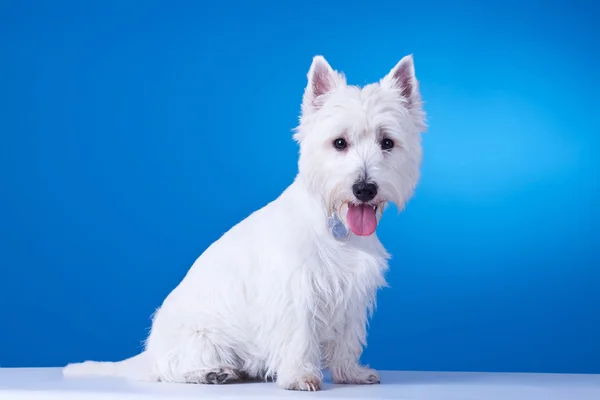 Small westie with mouth open — Stock Photo, Image