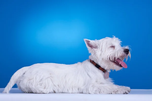 West highland white terrier laying down