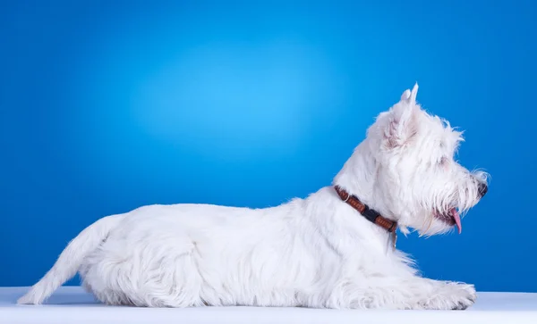 West Highland bianco terrier che stabilisce — Foto Stock