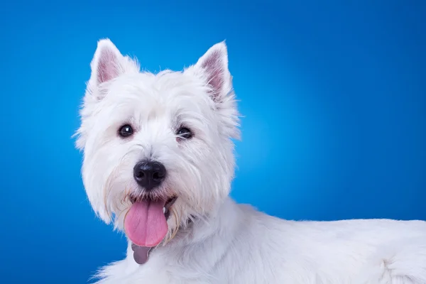 Picture of a panting westie — Stock Photo, Image