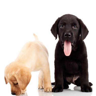 Two cute labrador puppies clipart