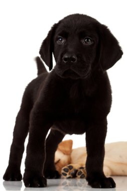 iki sevimli labrador yavruları