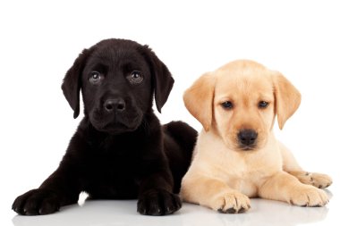 Two cute labrador puppies clipart