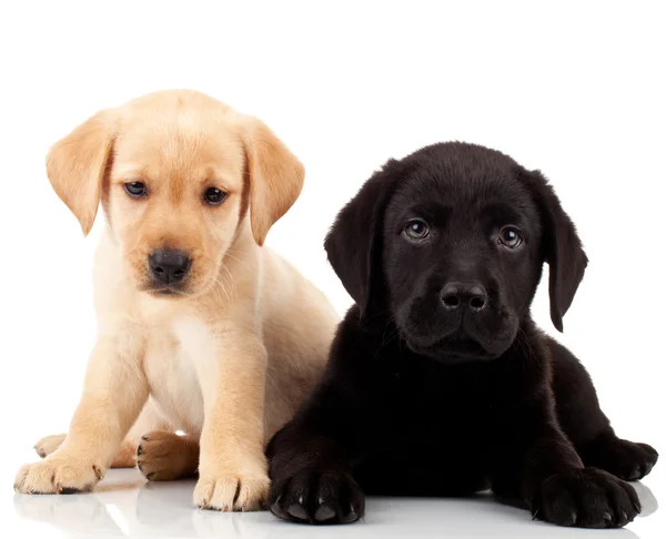 Dois cachorros labrador bonitos — Fotografia de Stock