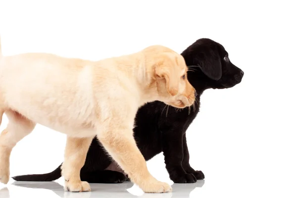 Zwei süße Labrador-Welpen — Stockfoto
