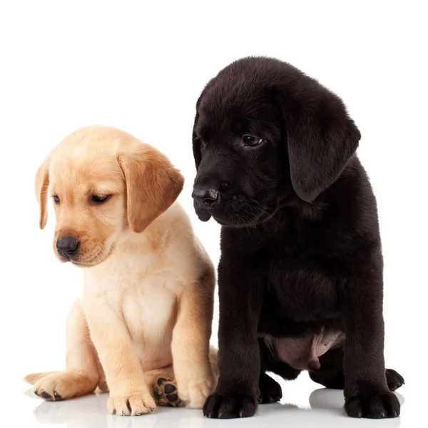 Due simpatici cuccioli labrador — Foto Stock