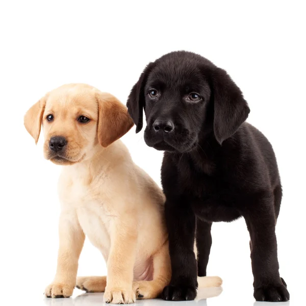 Két aranyos labrador kiskutyák — Stock Fotó