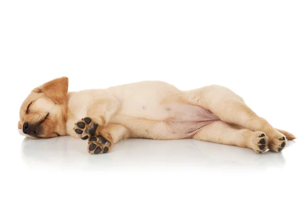 睡着的拉布拉多小狗 — 图库照片