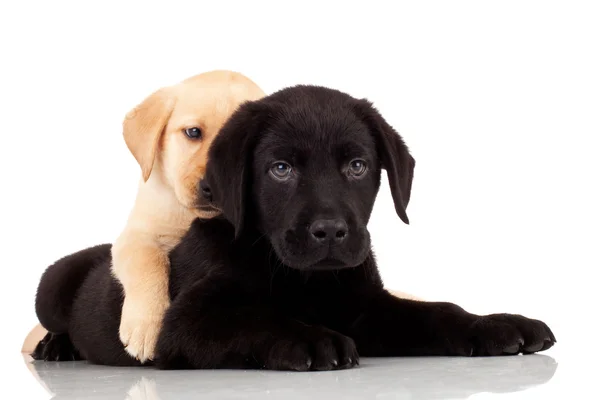 두 개의 귀여운 래브라도 강아지 — 스톡 사진