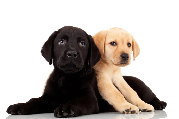 Zwei süße Labrador-Welpen — Stockfoto