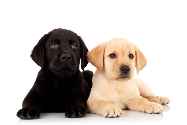 Due simpatici cuccioli labrador — Foto Stock