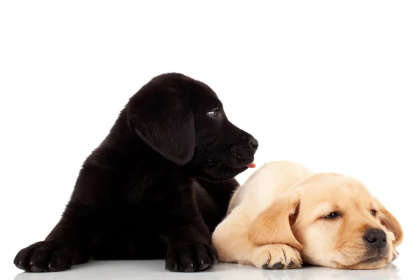 Dois cachorros labrador bonitos — Fotografia de Stock