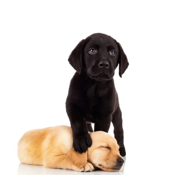 Carino Labrador cuccioli — Foto Stock