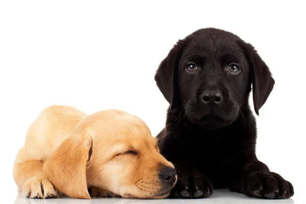 Cute labrador puppies — Stock Photo, Image