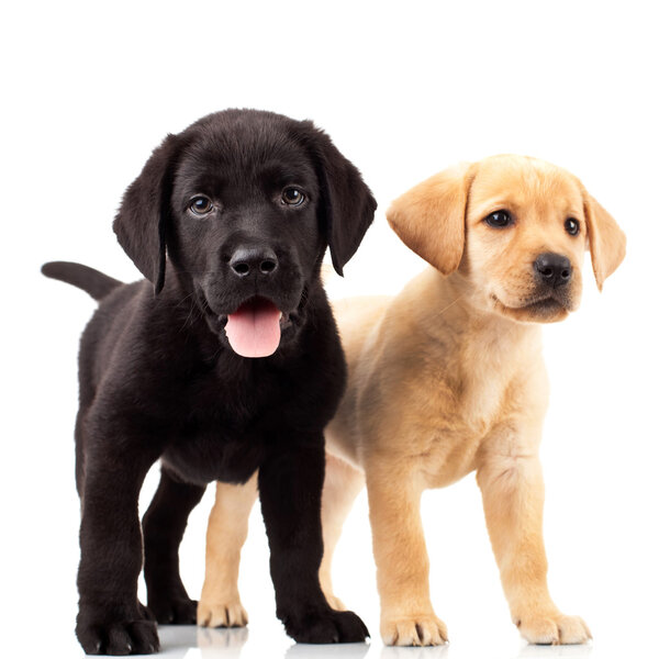 Two cute labrador puppies — Stock Photo, Image