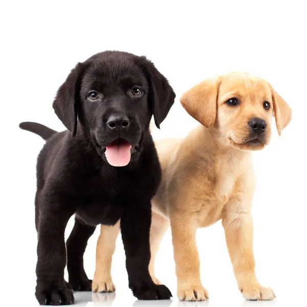 Zwei süße Labrador-Welpen Stockbild