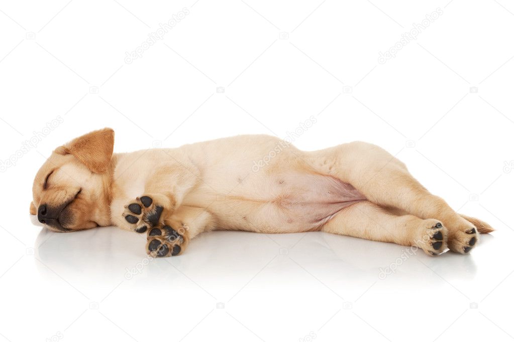 Sleeping labrador puppy