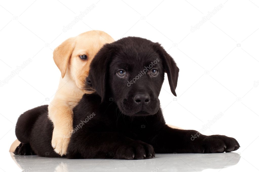 Two cute labrador puppies