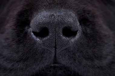 Wet black labrador puppy's nose clipart