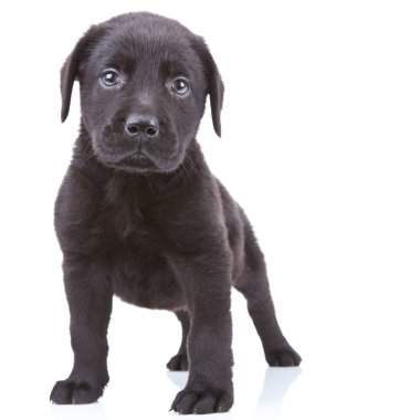 Uyarı labrador retriever köpek yavrusu