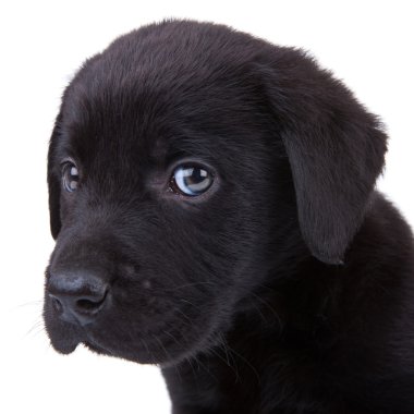 Black labrador retriever puppy clipart