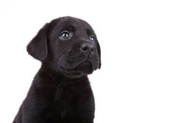 Labrador retriever's face clipart