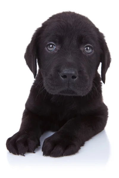Nieuwsgierig weinig zwarte labrador — Stockfoto
