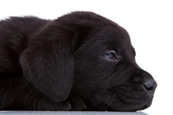 Schläfriger schwarzer Labrador — Stockfoto
