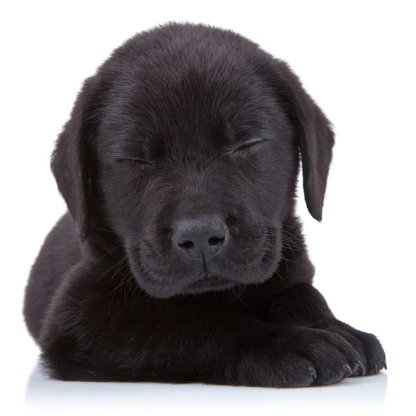 Labrador nero stanco — Foto Stock