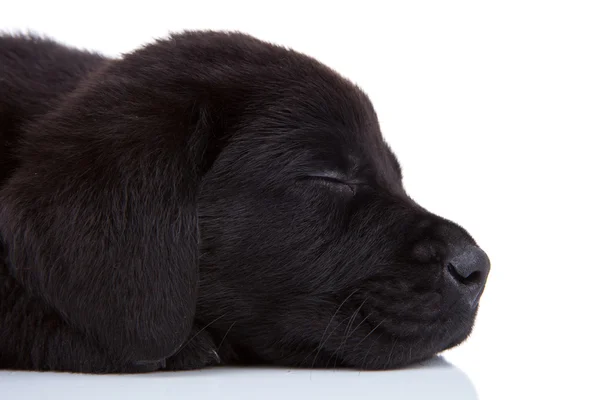 Labrador negro somnoliento — Foto de Stock