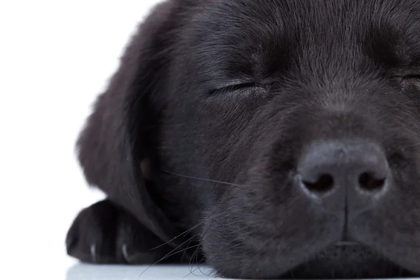 Labrador Retriever schläft — Stockfoto