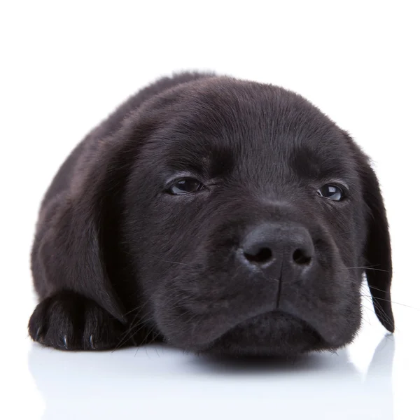 Unavený černý labrador — Stock fotografie