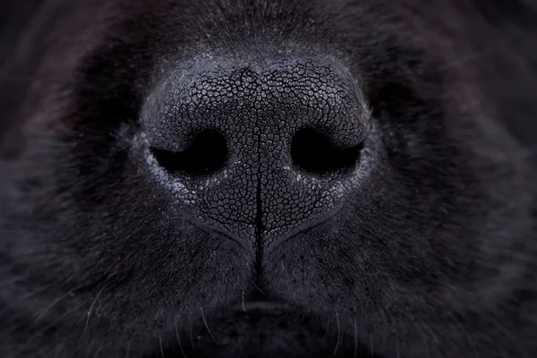 Υγρή μύτη μαύρο λαμπραντόρ κουτάβι — Φωτογραφία Αρχείου