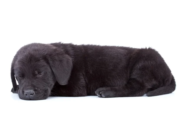 Labrador retriever pup slapen — Stockfoto