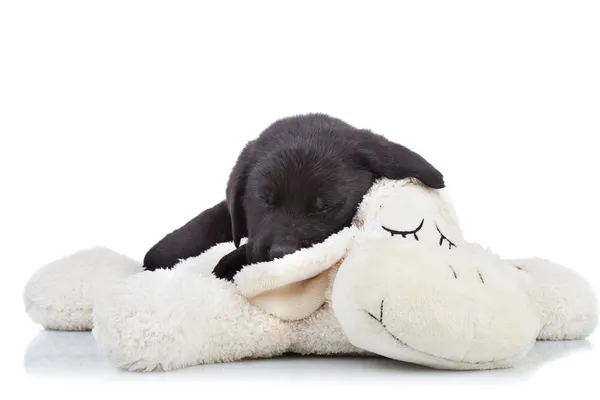 Stock image Black labrador puppy sleeping