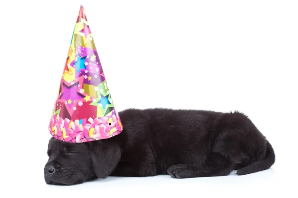 ปาร์ตี้หมาหลับ — ภาพถ่ายสต็อก