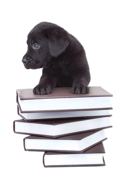 Akıllı küçük labrador — Stok fotoğraf