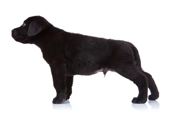 Kant van een labrador puppy — Stockfoto