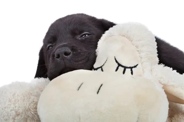 stock image Sleepy black labrador puppy