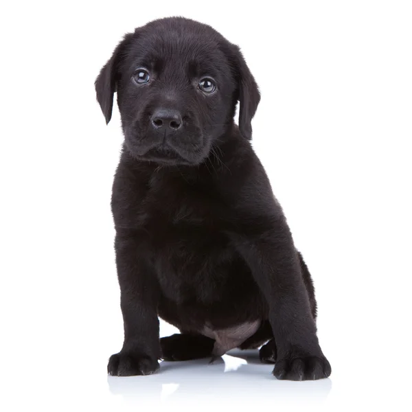 Sevimli küçük siyah labrador geri almak — Stok fotoğraf