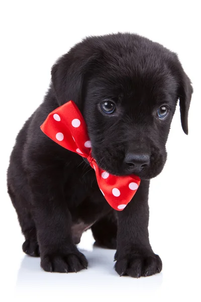 Handsome black puppy — Stock Photo, Image